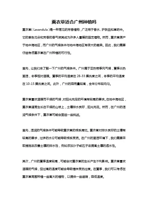 熏衣草适合广州种植吗