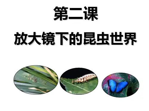 教科版科学六下《放大镜下的昆虫世界》1PPT课件