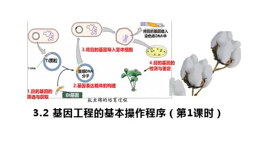 【高中生物】基因工程的基本操作程序(第1课时) 高二生物同步精品课堂(人教版2019选择性必修3)