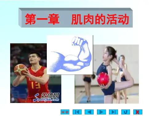 王步标版运动生理学 第一章 肌肉的活动