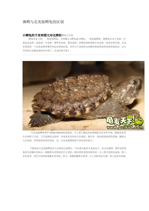 佛鳄与北美拟鳄龟的区别