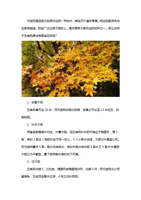 元宝枫和五角枫的区别