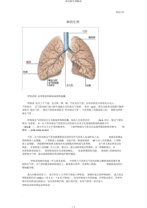 有关肺生理解剖