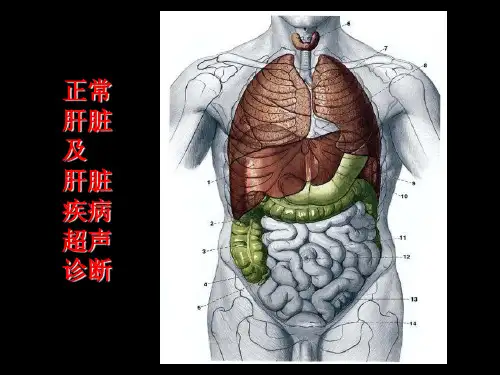肝脏超声诊断(1)