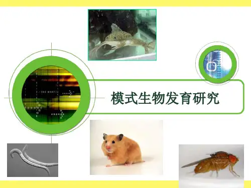 模式生物发育研究
