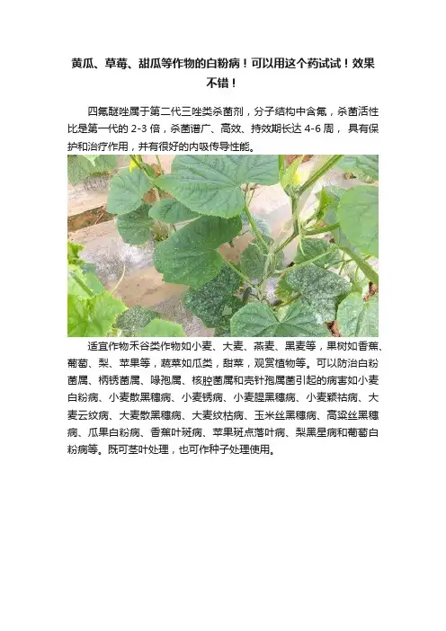 黄瓜、草莓、甜瓜等作物的白粉病！可以用这个药试试！效果不错！