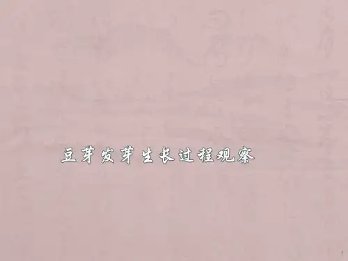 豆芽发芽生长过程观察ppt课件