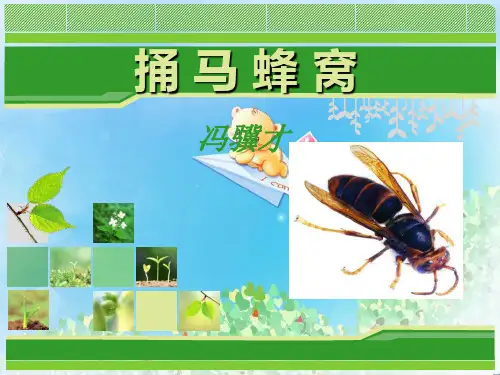 《捅马蜂窝》PPT6  图文