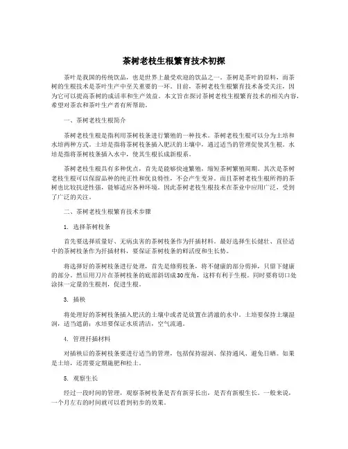 茶树老枝生根繁育技术初探
