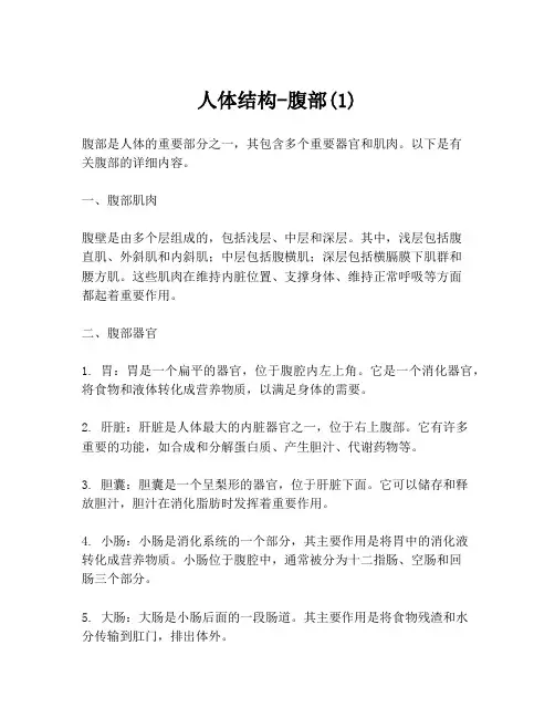 人体结构-腹部(1)