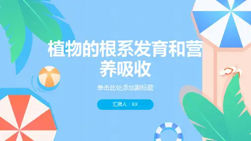 植物的根系发育和营养吸收教学