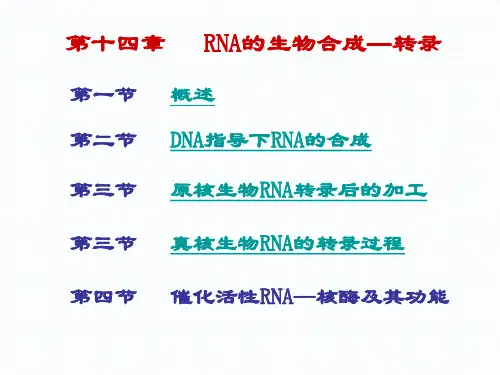 第十三章RNA生物合成