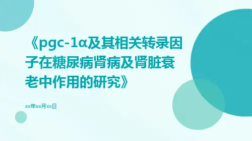 PGC-1α及其相关转录因子在糖尿病肾病及肾脏衰老中作用的研究