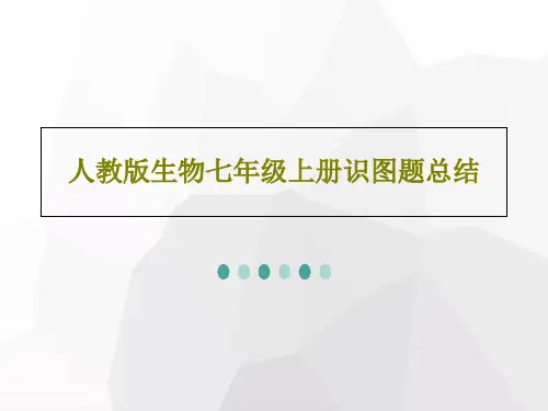 人教版生物七年级上册识图题总结共22页
