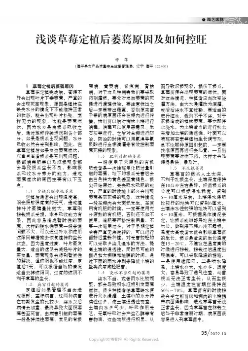浅谈草莓定植后萎蔫原因及如何控旺