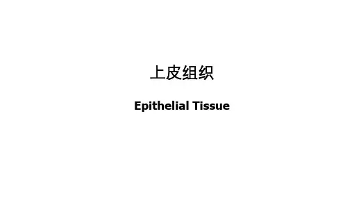 组织胚胎学切片汇总