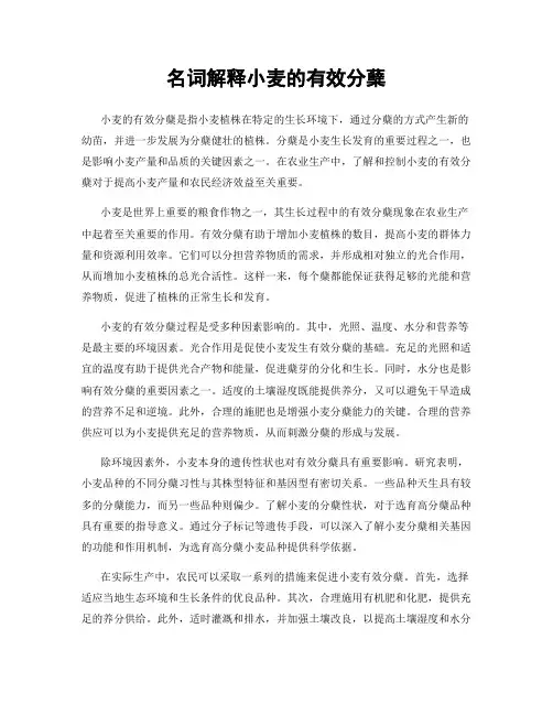 名词解释小麦的有效分蘖