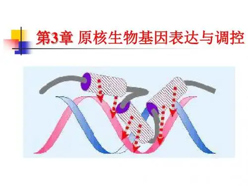 3原核生物基因表达与调控