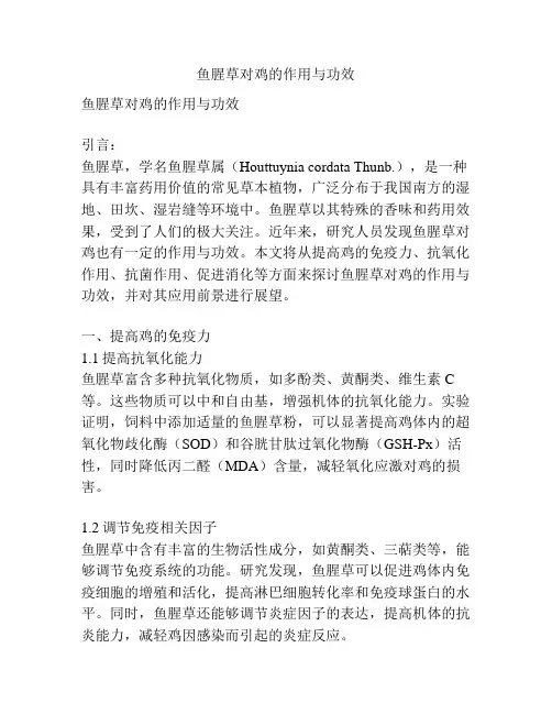鱼腥草对鸡的作用与功效