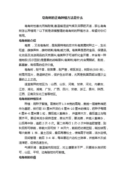 皂角树的正确种植方法是什么