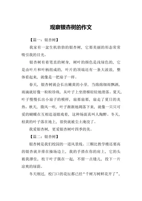 观察银杏树的作文