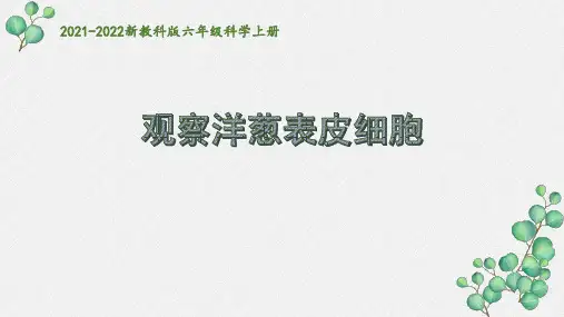 2021秋杭州新教科版六年级科学上册《观察洋葱表皮细胞》课件