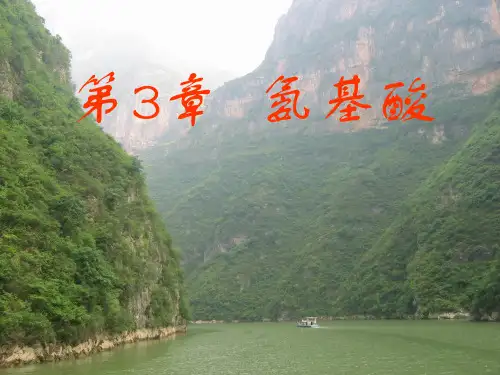 王镜岩生物化学经典课件3氨基酸和蛋白质考研必备学生物化学必备