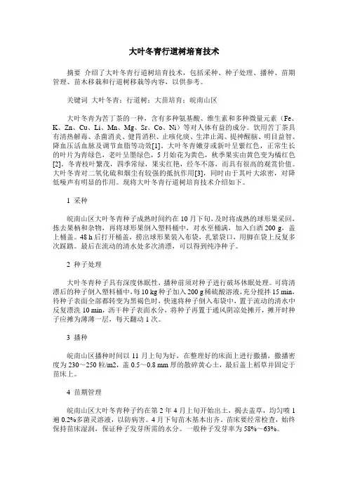 大叶冬青行道树培育技术