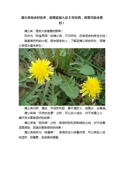 蒲公英泡水好处多，如果能加入这5样东西，效果可能会更好！