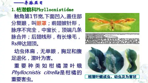 431.4.5昆虫的分类鳞翅目二