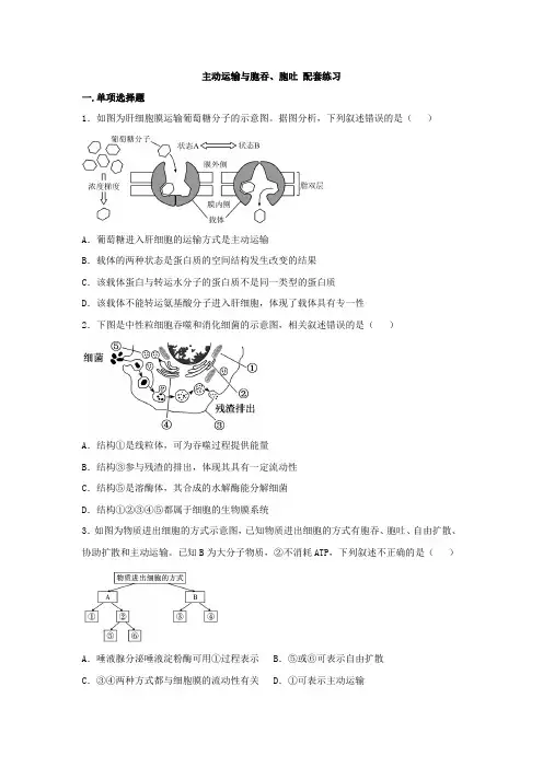 主动运输与胞吞、胞吐 配套练习 2022-2023学年高一上学期生物人教版必修1
