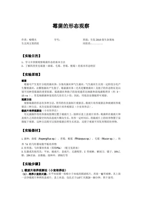 山大微生物实验报告——霉菌的形态观察