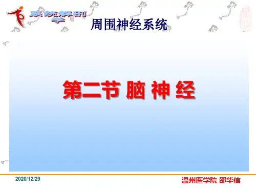 脑神经内脏神经PPT课件