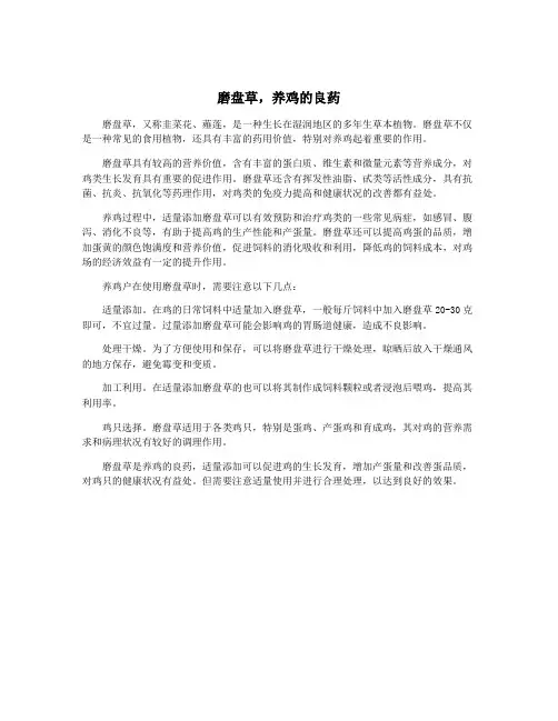磨盘草,养鸡的良药