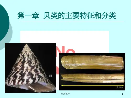 贝类形态结构与分类