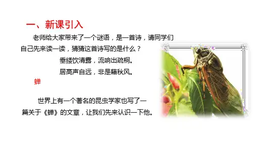 第21课《蝉》课件(共25张ppt)++2023-2024学年统编版语文八年级上册