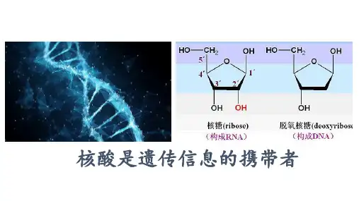 核酸是遗传信息的携带者ppt课件