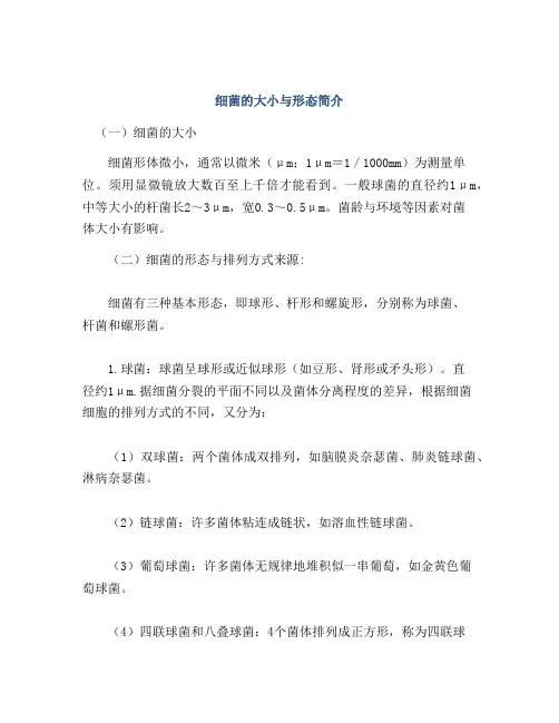 细菌的大小与形态简介