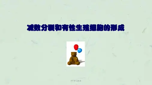 减数分裂与精子形成过程课件