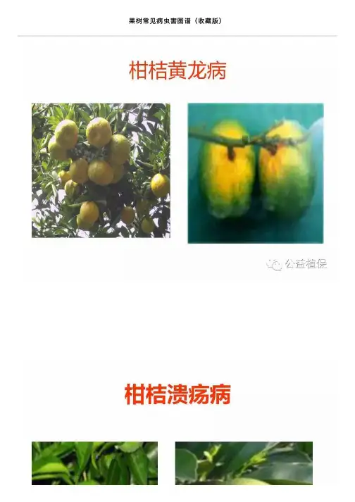 果树常见病虫害图谱（收藏版）