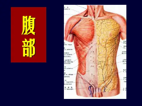 局部解剖学：腹部1