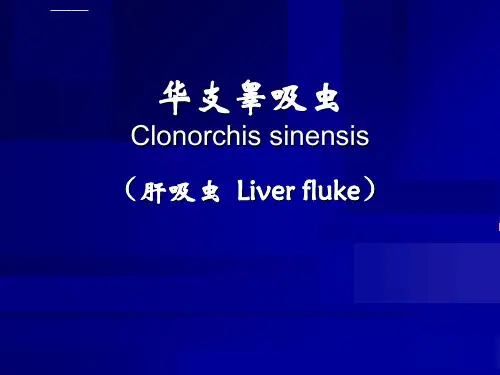 肝吸虫综述ppt课件
