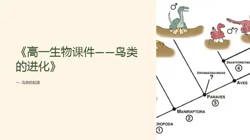 《高一生物课件-鸟类的进化》