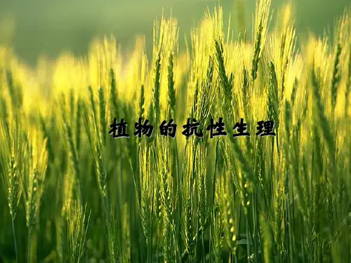 植物的抗逆性