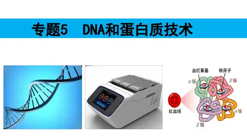 人教版高中生物选修1同步课件+5.3血红蛋白的提取和分离课件