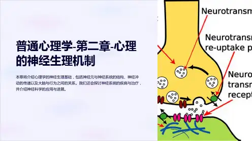 普通心理学-第二章-心理的神经生理机制