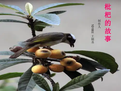 枇杷的故事ppt