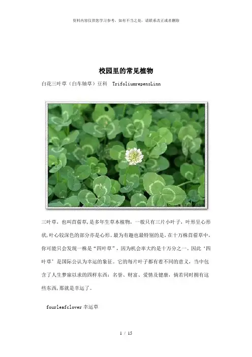 【精品】校园常见草本植物图谱