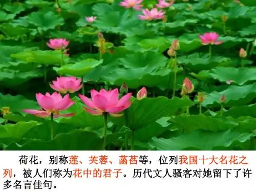 《清塘荷韵》教学课件ppt