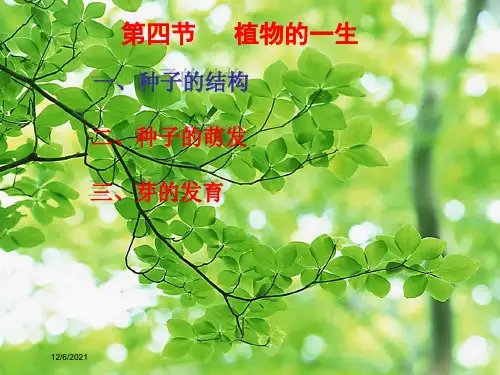 七年级科学下册 1.4 植物的一生(第2课时)课件浙教级下册自然科学课件